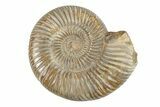 Polished Jurassic Ammonite (Perisphinctes) - Madagascar #270912-1